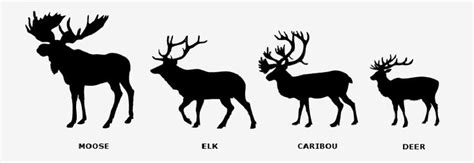 These beasts are in my backyard. Deer & Elk Size Comparison @Neferast ...