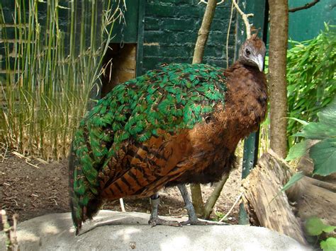 Congo Peacock | The Life of Animals