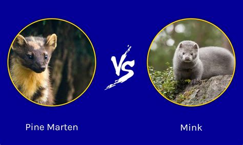 Pine Marten vs Mink: What's the Difference? - A-Z Animals