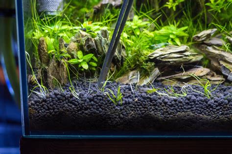 The 4 Types of Substrate for Aquariums - My Animals