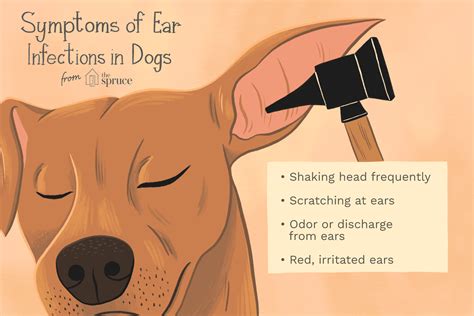 How to Treat Ear Infections in Dogs