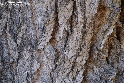 Cottonwood tree bark close up – On The Wing Photography