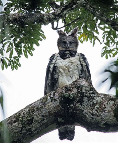 This Harpy Eagle Is So Big, It Looks Like A Human In A Costume | DeMilked