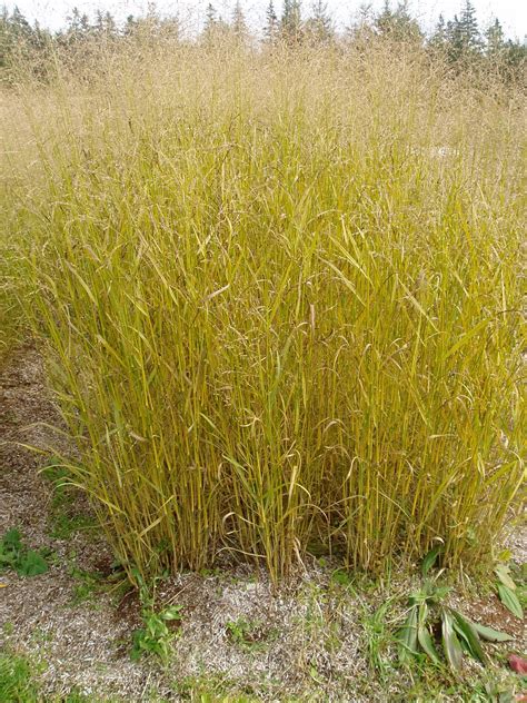 Lovegrass Farm: Panicum virgatum Ornamental Grass at Lovegrass Farm