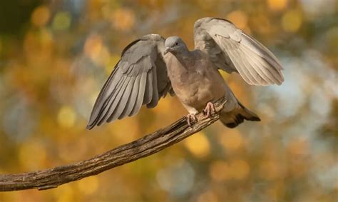 Turtle Dove Symbolism: Love, Peace, And Symbol Of Friendship