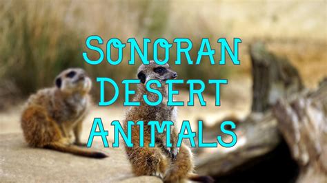 50 Animals of The Sonoran Desert (with Pictures)