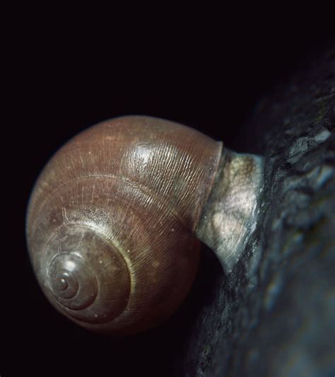 Inspired by snails, Penn researchers invent a reversible adhesive ...