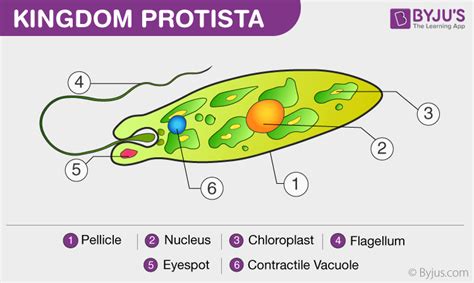 Kingdom Protista Classification Chart