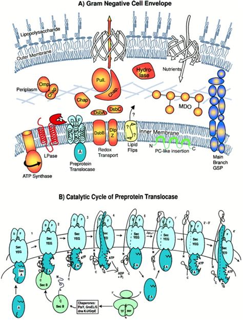 Biogenesis of the Gram-Negative Bacterial Envelope: Cell