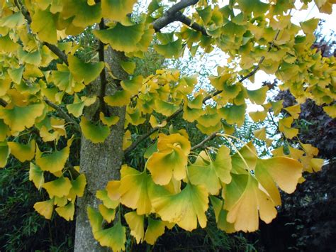 Daniel's Pacific NW Garden: GInkgo biloba Tree. Started from seed ...