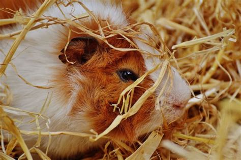 Guinea Pig Care: A Beginner's Guide - PetHelpful