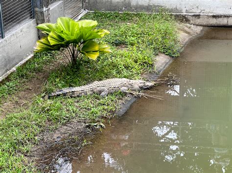 Philippine Crocodile Conservation Center: A Sanctuary for the ...