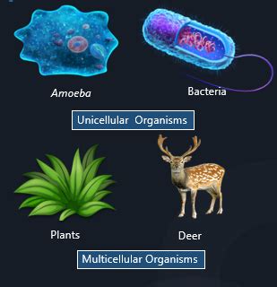 Multicellular Organisms