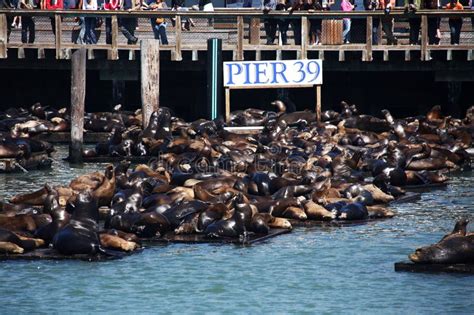 Sea Lions at Pier 39, San Francisco, California Stock Photo - Image of ...