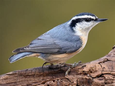 Red-breasted Nuthatch | Celebrate Urban Birds