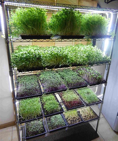 Microgreen Growing System MG48 #hydroponicseasy | Indoor vegetable ...