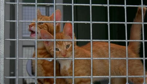 Stray animal shelter ROZE overcrowded with kittens - Eindhoven News