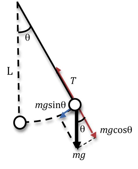 Simple Pendulum | UCSC Physics Demonstration Room