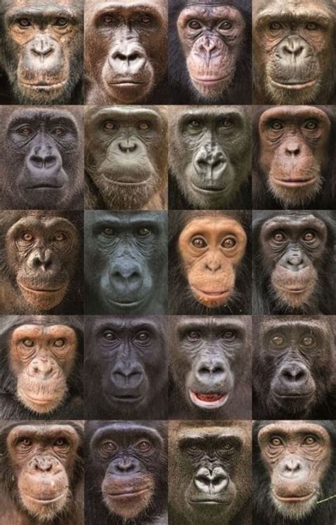 Pin on Tiere Kunterbunt | Primates, Great ape, Chimpanzee