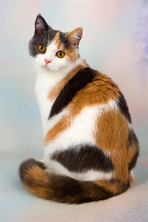 Calico Cat Wallpapers - Top Free Calico Cat Backgrounds - WallpaperAccess