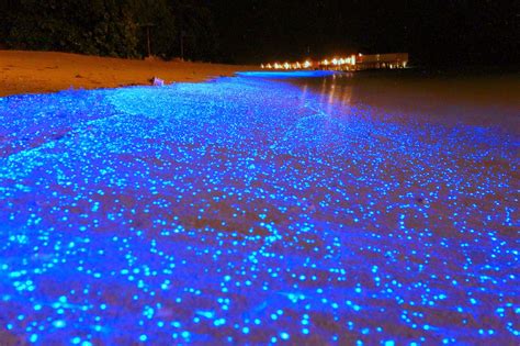 Sea of Stars, Vaadhoo Island, Maldives | 27 Pictures