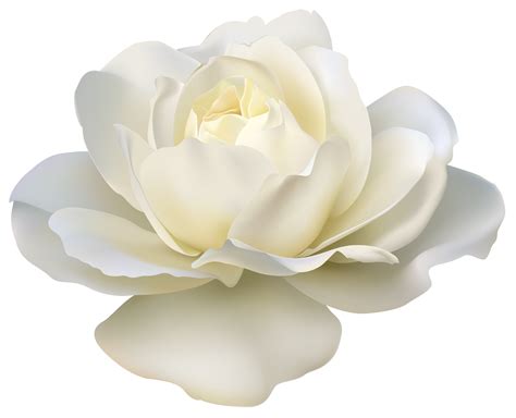 White Rose Transparent Png Png Mart - Riset