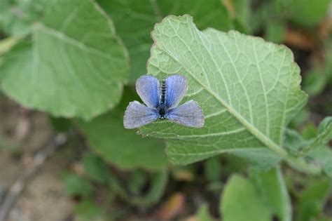 Palos verdes blue l Extremely Rare Butterfly - Our Breathing Planet