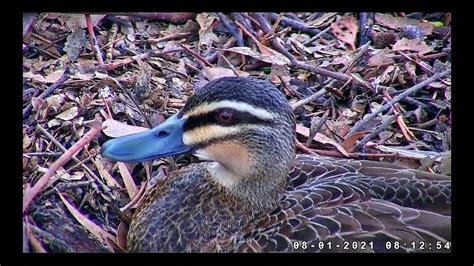 Pacific Black Duck with eggs on WB Sea Eagle nest: progress ...