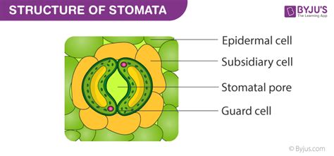 Stomata - A Labelled Diagram Of Stomata with Detailed Explanation