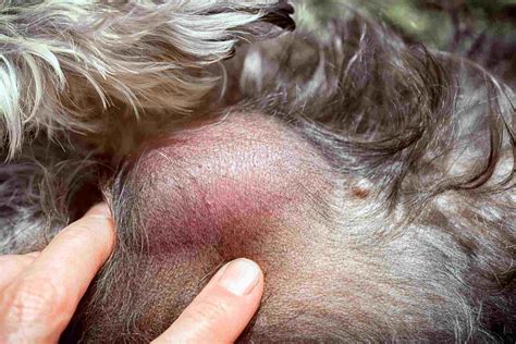 Skin Cancer in Dogs: Symptoms, Treatment and Prevention