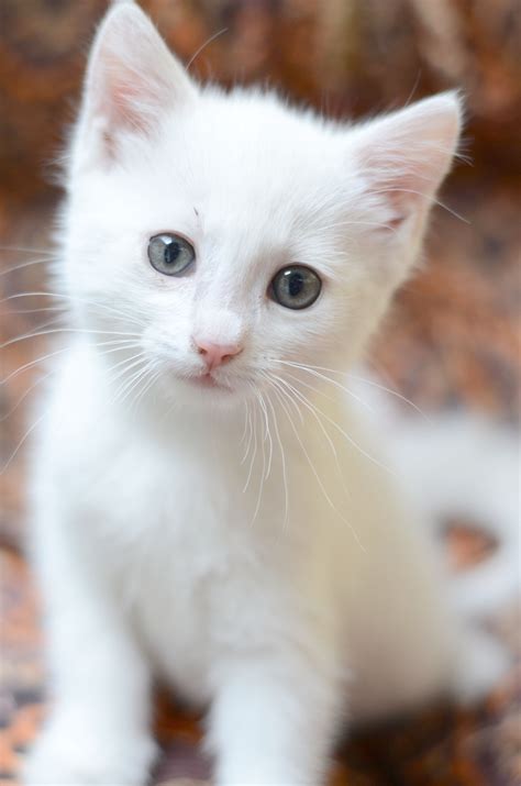 white cat :) | Baby cats, Cute animals, Cats