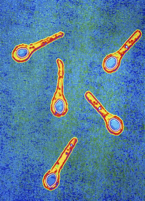 Clostridium Tetani Bacterium Poster by Pasieka