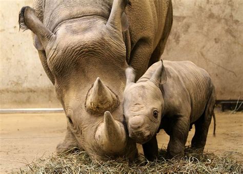 Mother and baby rhino | Cute animals | Pinterest