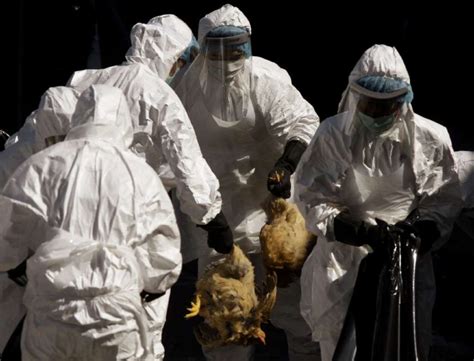 Deadly H5N1 bird flu needs just 5 mutations to spread easily in people ...