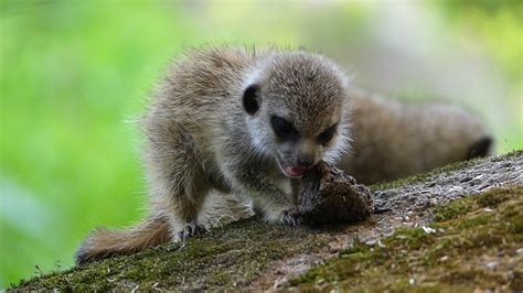 Baby meerkat eating a frog - YouTube