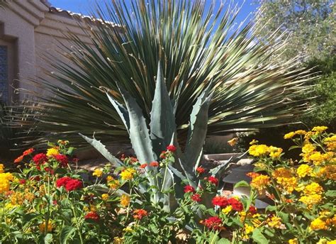 25 Desert Plants for a Vibrant Landscape | Garden Design