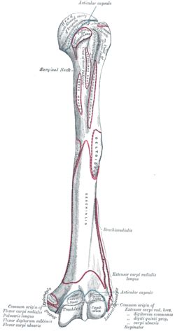 Radial fossa - Wikipedia