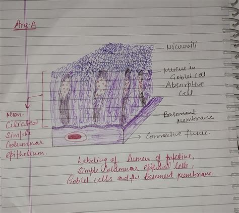 [Solved] 3. Look at and sketch simple columnar epithelium with goblet ...