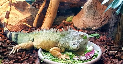 Iguana Size: How Big Do Iguanas Get? - IMP WORLD