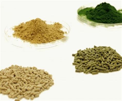 ALGAE FOOD – Kanba Live Stock