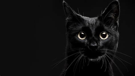 🔥 [40+] Lucky Cat Wallpapers | WallpaperSafari