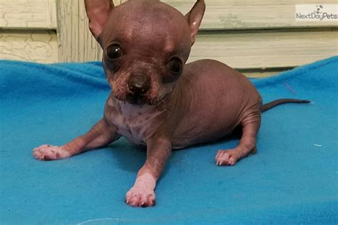 Mexican Hairless Dog puppy for sale near Houston, Texas | 090a7dea-d291