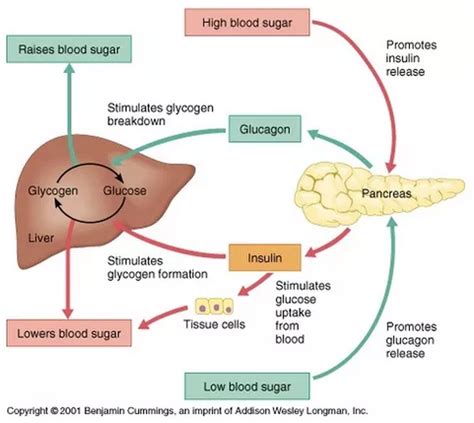 #113 The control of blood glucose | Biology Notes for A level