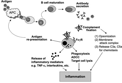 Antigen Antibody Reaction Diagram