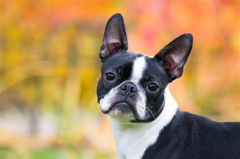 9 Boston Terrier Colors That You Will Adore (With Pictures)