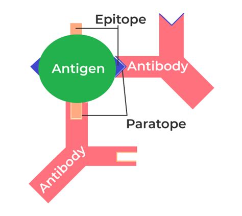 What is Antigen?-Definition, Properties, Types & Structure