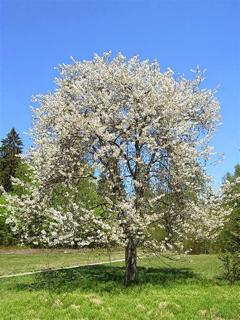 Prunus Avium - Wild Cherry | Plants, Tree seeds, Fruit trees