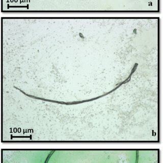 Stereo microscope images (scale bar 100 μm) of samples deposited on ...