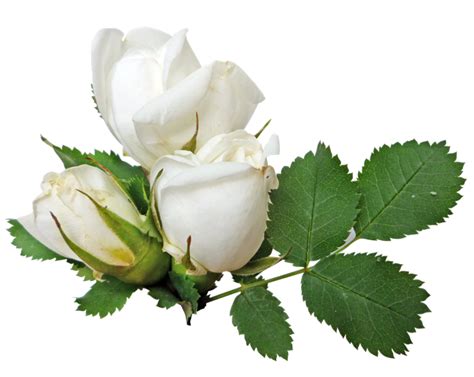 White rose PNG image, flower white rose PNG picture transparent image ...