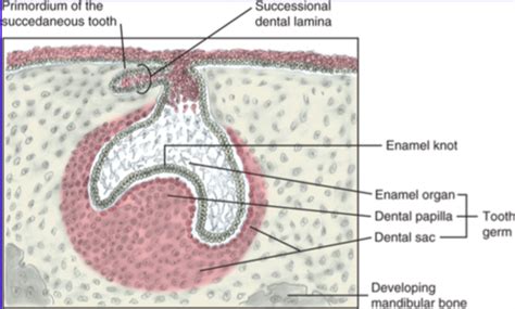 histology chapter 6. tooth development Flashcards | Quizlet